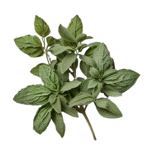Dried Marjoram