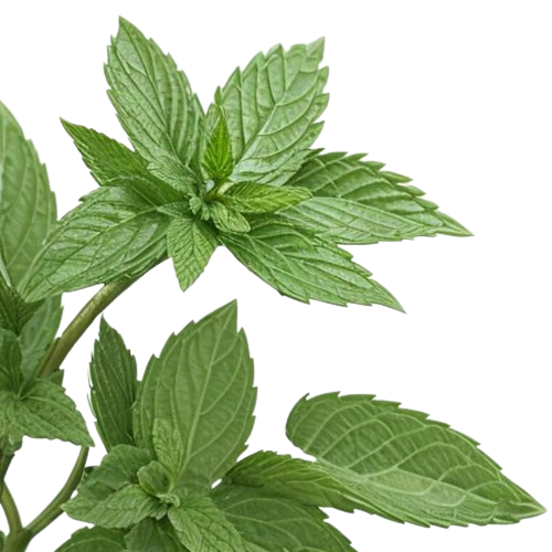 Dried spearmint