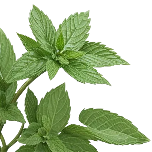 Dried spearmint