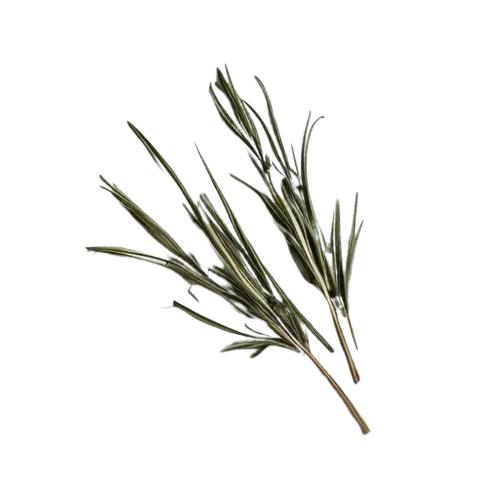 Dried Tarragon