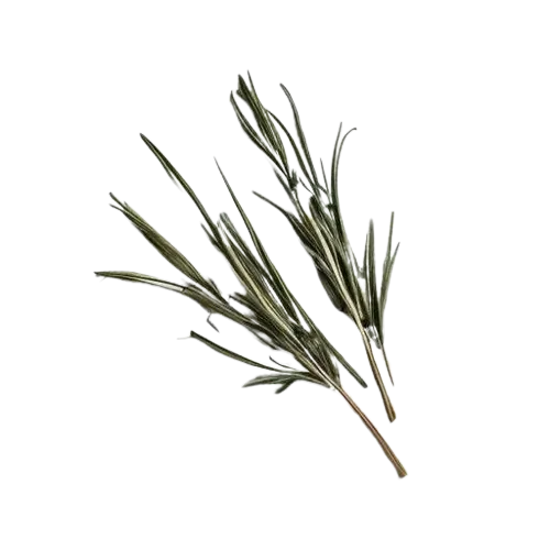 Dried Tarragon