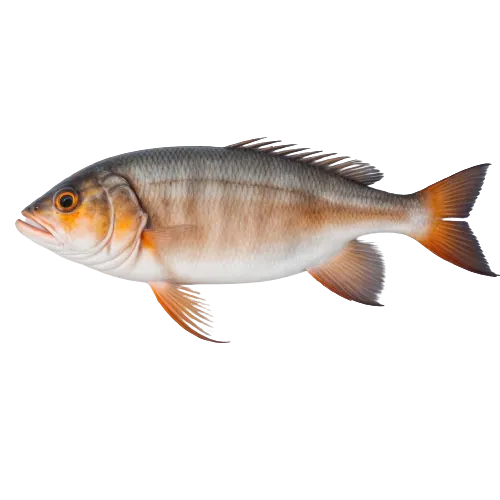 Drumfish