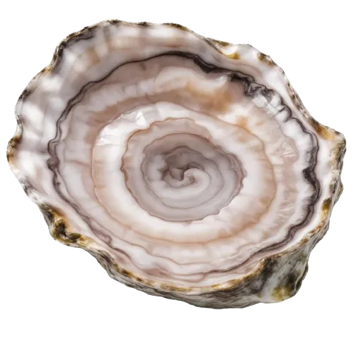 Eastern oyster