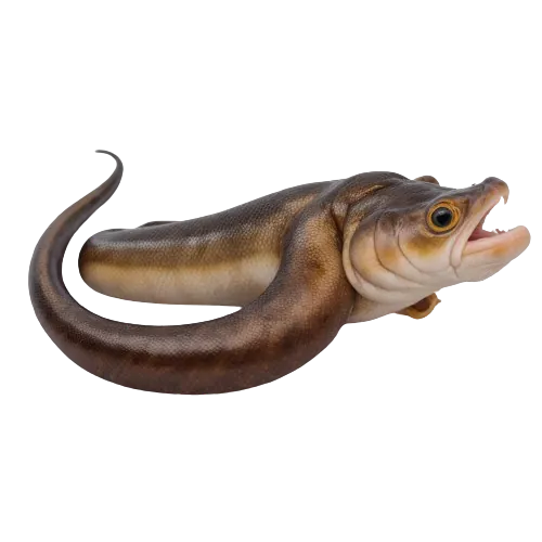 Eeel fish