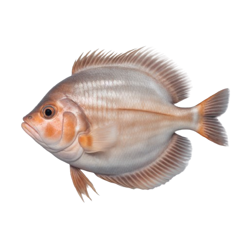 European turbot fish