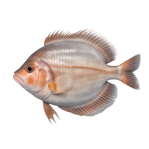 European turbot fish