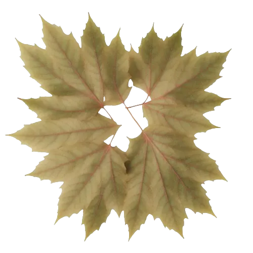 Firewood leaves