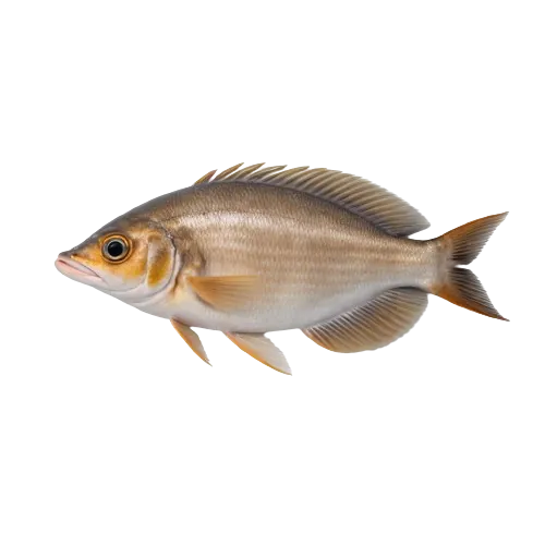 Flatfish 