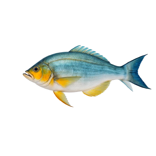 Florida pompano fish