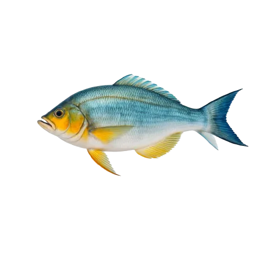 Florida pompano fish