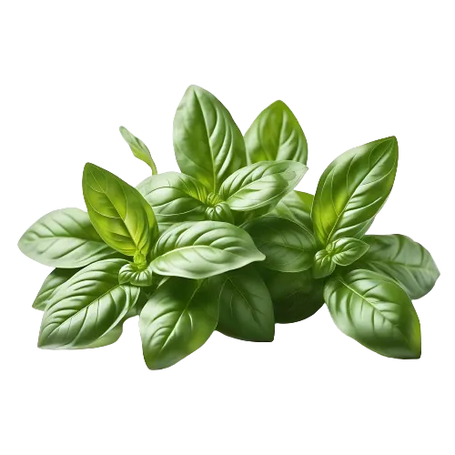 Fresh Basil