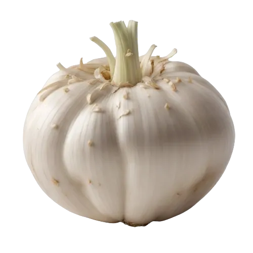 Garlic