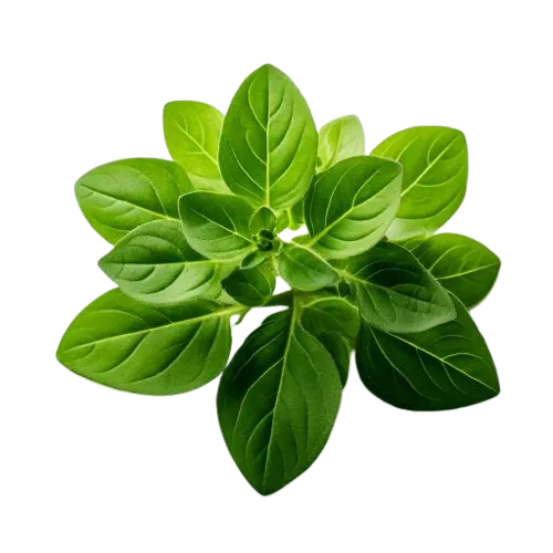 Goya Oregano Leaf