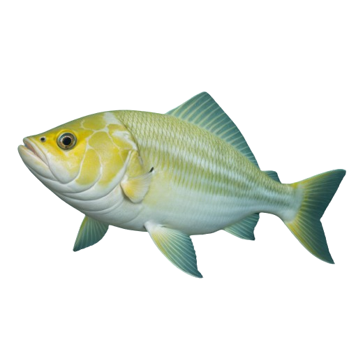 Greeland halibut fish