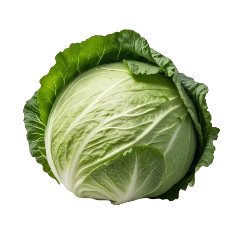 Green Cabbage