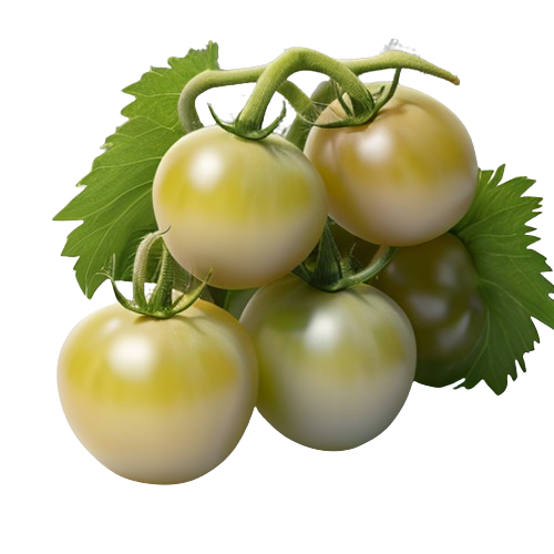 Green tomatoes