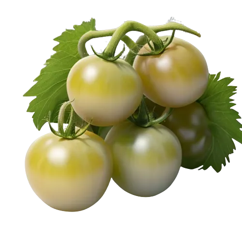 Green tomatoes