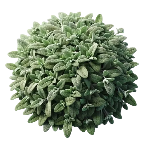 Ground Sage