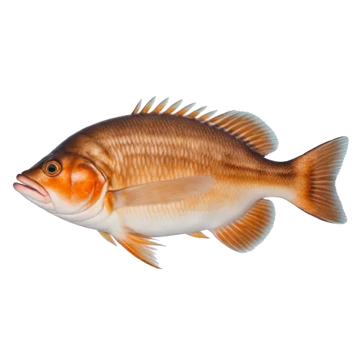 Grouper fish