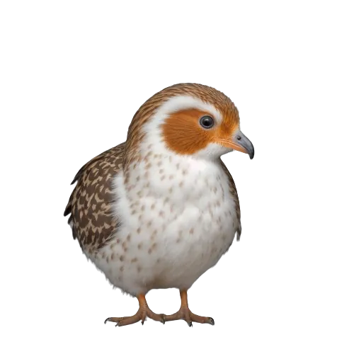 Guinea hen