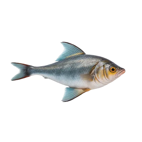 Haddock fish