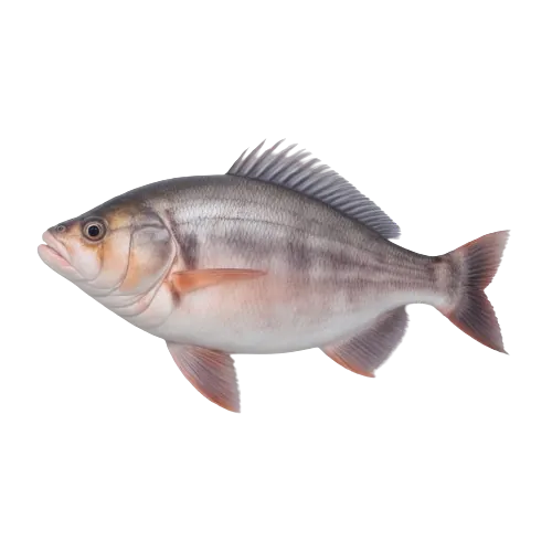 Halibut