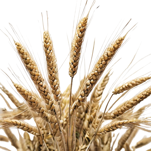 Hard red spring wheat