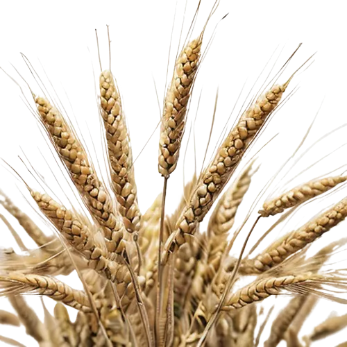 Hard red spring wheat