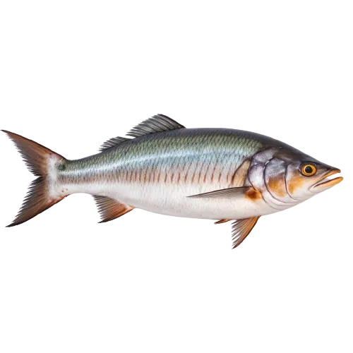 King mackerel fish