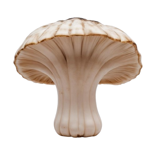King oyster mushroom
