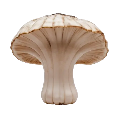 King oyster mushroom