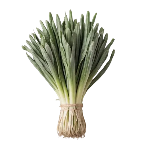 Leek