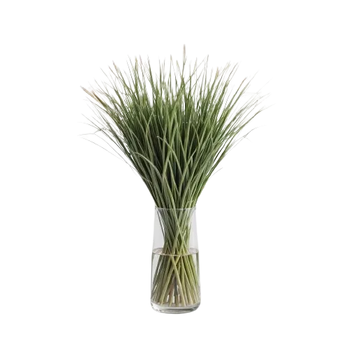 Lemon grass