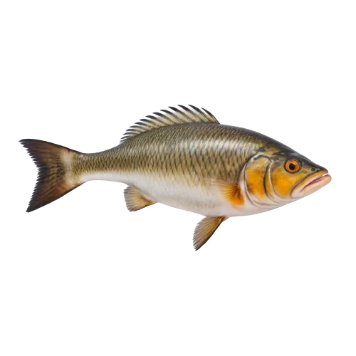Lingcod fish