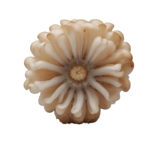 Lion's mane mushroom