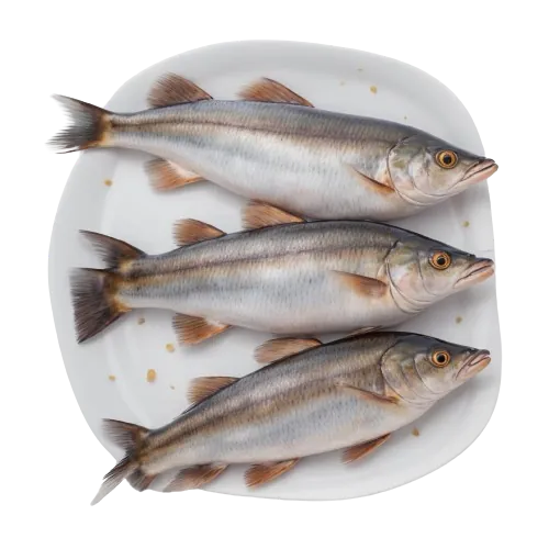 Mackerel