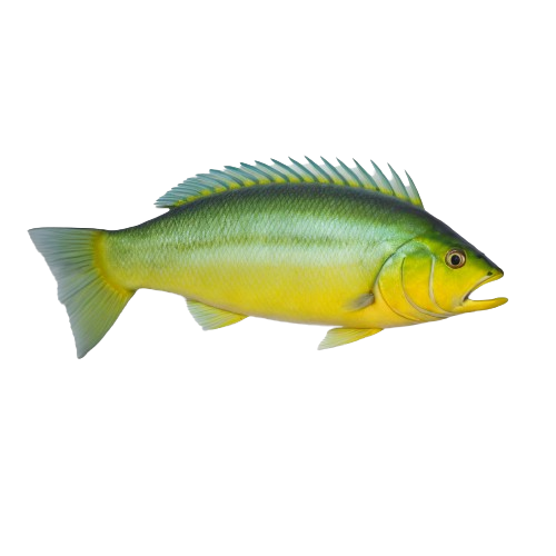 Mahimahi fish