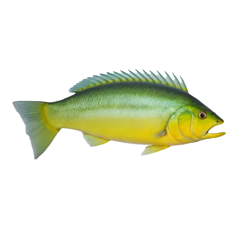 Mahimahi fish