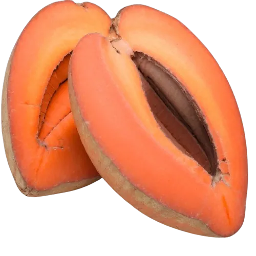Mamey