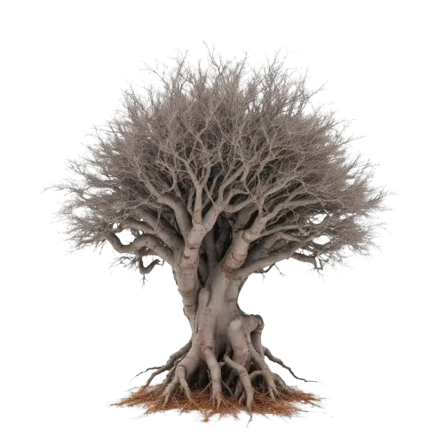 Mashu roots