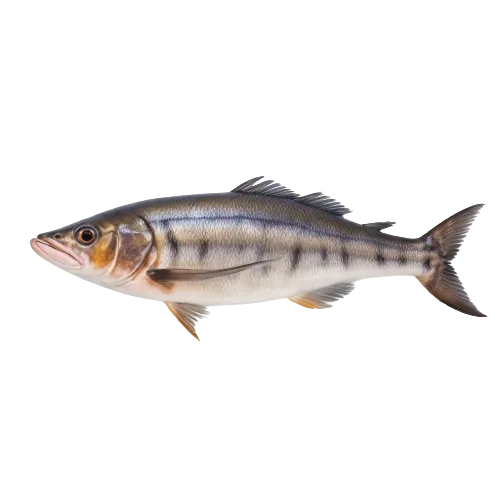 Milkfish