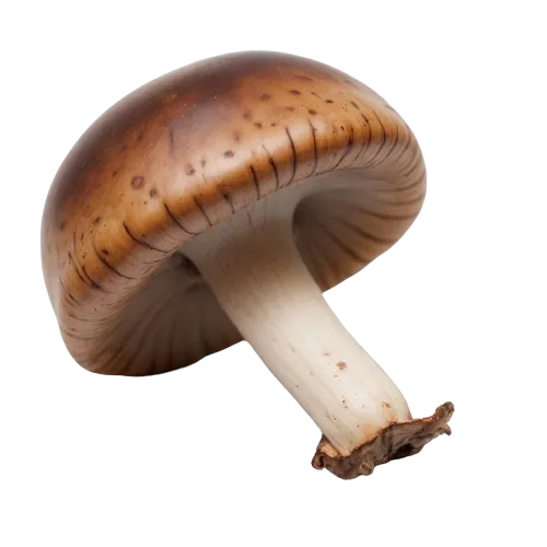 Mushrooms