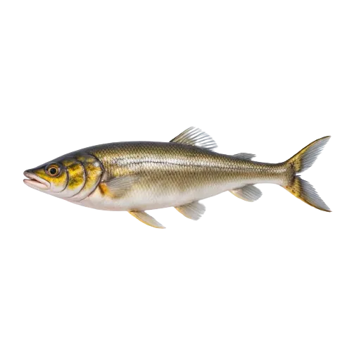 Northern pike fish
