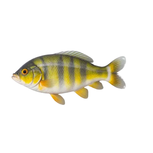 Ocean perch atlantic fish