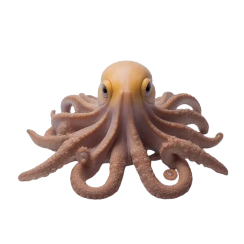 Octopus