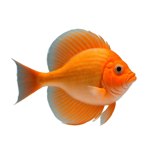 Orange roughly fish