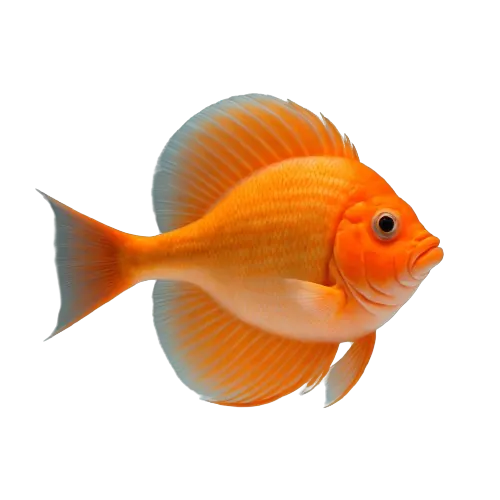 Orange roughly fish