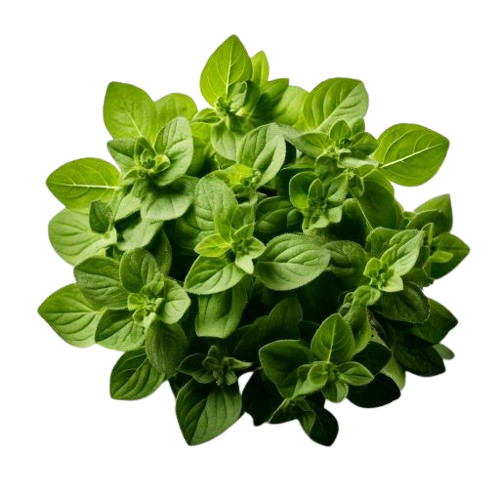 Oregano
