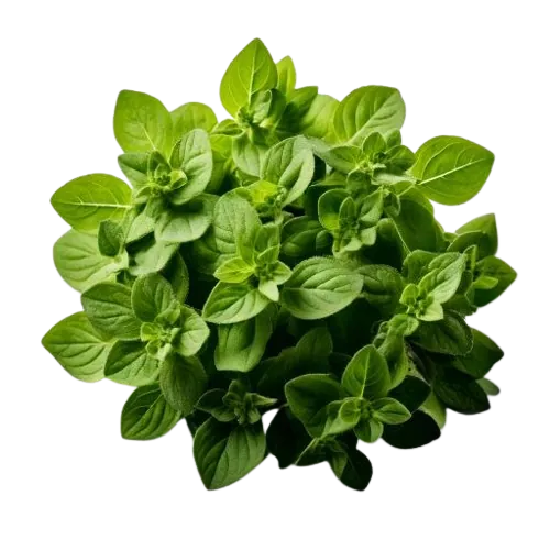 Oregano