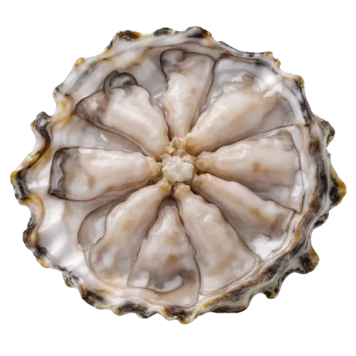Oyster fritter